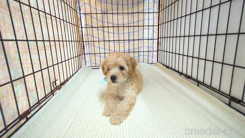 成約済の茨城県のトイプードル-330242の2枚目