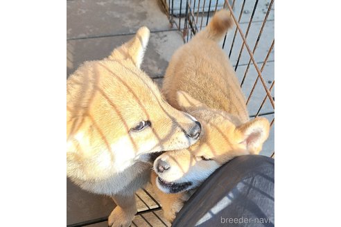 成約済の千葉県のミックス犬-352590の15枚目