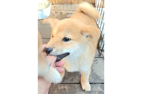 成約済の千葉県のミックス犬-352590の14枚目