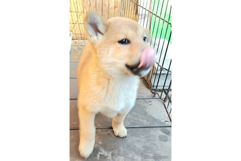 成約済の千葉県のミックス犬-352590の13枚目