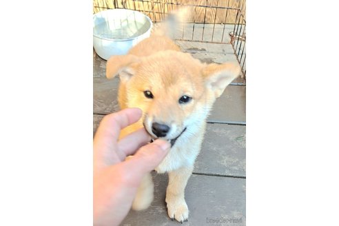 成約済の千葉県のミックス犬-352590の12枚目