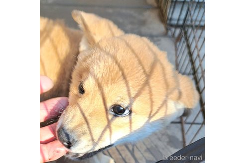 成約済の千葉県のミックス犬-352590の11枚目
