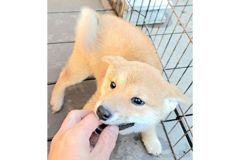 成約済の千葉県のミックス犬-352590の9枚目