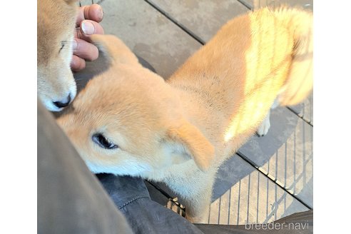 成約済の千葉県のミックス犬-352590の10枚目