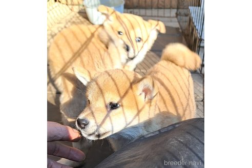 成約済の千葉県のミックス犬-352590の8枚目