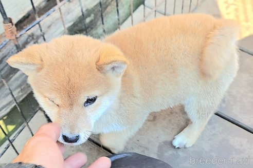 成約済の千葉県のミックス犬-352590の7枚目