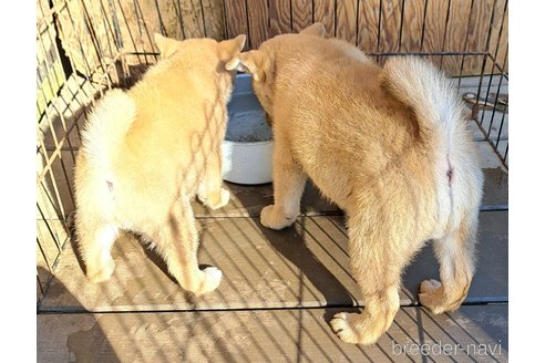 成約済の千葉県のミックス犬-352590の6枚目