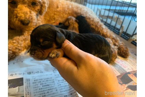 成約済の東京都のキャバプー:キャバリア×トイプードル-355496の8枚目