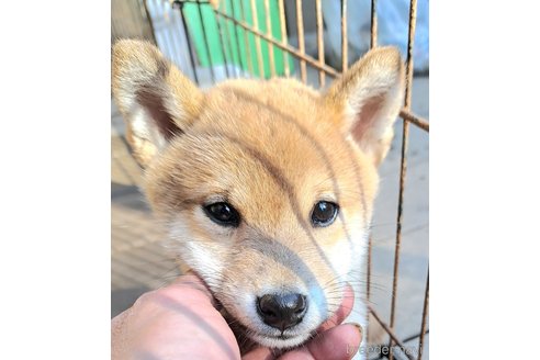 成約済の千葉県のミックス犬-352588の15枚目