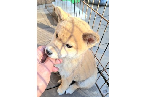 成約済の千葉県のミックス犬-352588の14枚目
