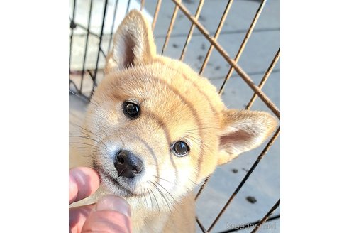 成約済の千葉県のミックス犬-352588の13枚目