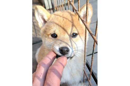 成約済の千葉県のミックス犬-352588の12枚目