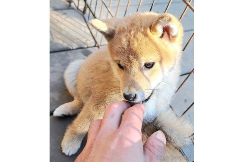 成約済の千葉県のミックス犬-352588の11枚目