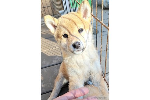 成約済の千葉県のミックス犬-352588の10枚目