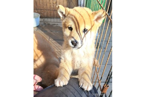 成約済の千葉県のミックス犬-352588の9枚目