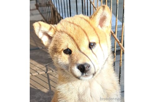 成約済ののミックス犬-352588