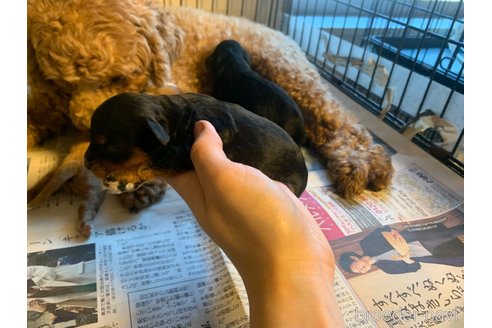 成約済の東京都のキャバプー:キャバリア×トイプードル-355499の9枚目