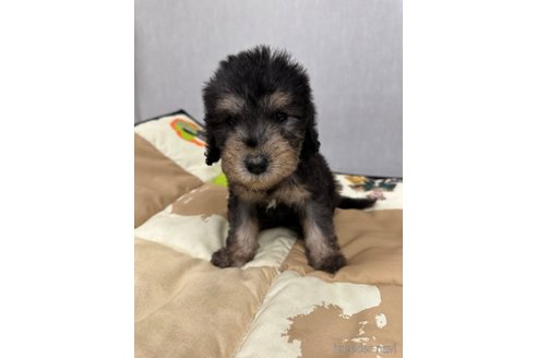 成約済の滋賀県のベドリントンテリア-355517の2枚目
