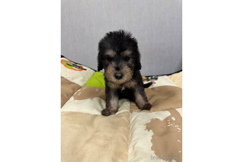 成約済の滋賀県のベドリントンテリア-355517の3枚目