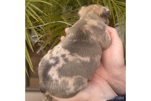成約済の千葉県のフレンチブルドッグ-355681の9枚目