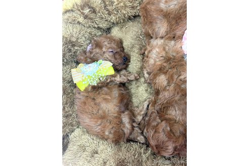 成約済の愛知県のトイプードル-352806の11枚目