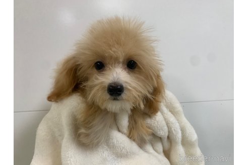 成約済の東京都のマルプー:マルチーズ×トイプードル-326777の8枚目