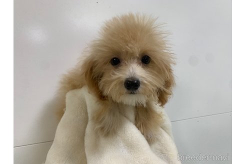 成約済の東京都のマルプー:マルチーズ×トイプードル-326777の7枚目