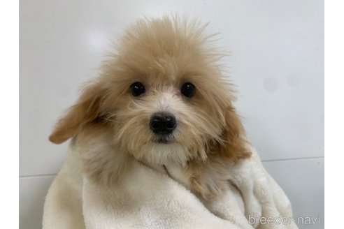 成約済の東京都のマルプー:マルチーズ×トイプードル-326777の5枚目