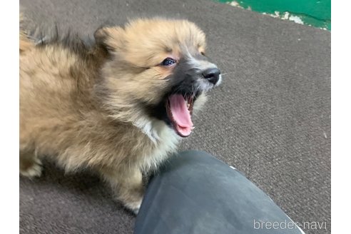 成約済の東京都のミックス犬-352182の15枚目