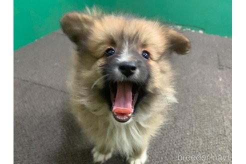 成約済の東京都のミックス犬-352182の13枚目