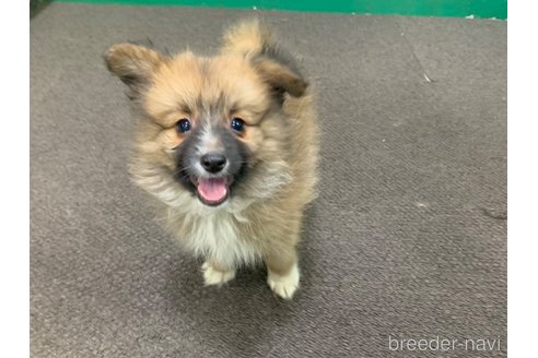 成約済の東京都のミックス犬-352182の12枚目