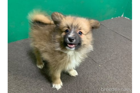 成約済の東京都のミックス犬-352182の10枚目
