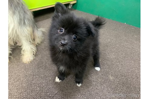 販売中の東京都のミックス犬-352185の13枚目