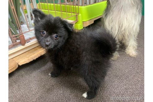 販売中の東京都のミックス犬-352185の14枚目