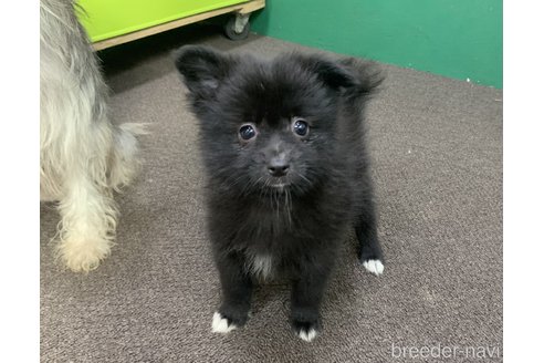 販売中の東京都のミックス犬-352185の12枚目