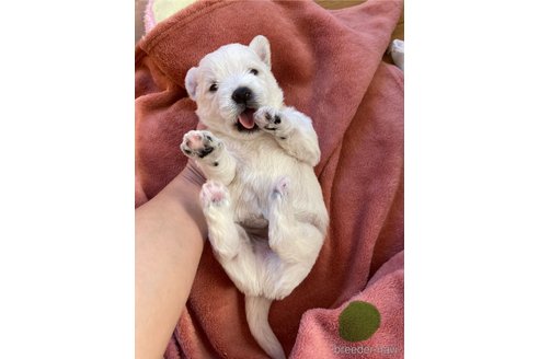成約済の東京都のミックス犬-355543の4枚目