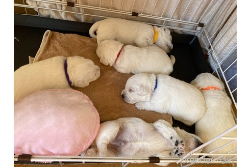 成約済の東京都のミックス犬-355543の3枚目