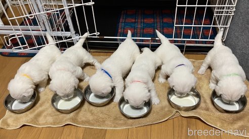 成約済の東京都のミックス犬-355544の4枚目