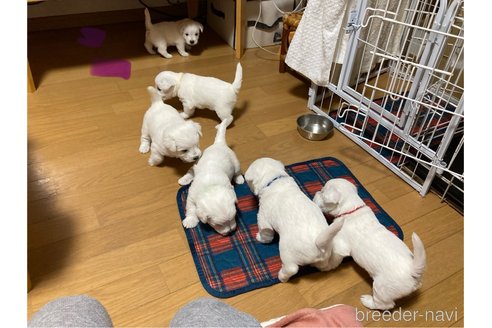 成約済の東京都のミックス犬-355544の3枚目