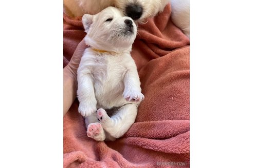 成約済の東京都のミックス犬-355544の2枚目