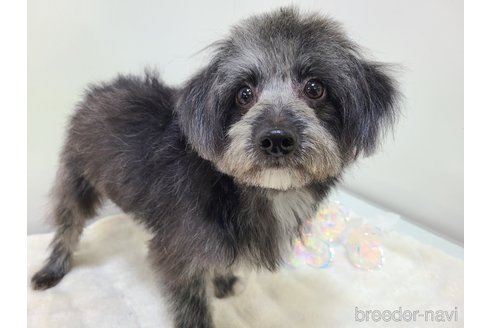成約済の東京都のミックス犬-313006の12枚目