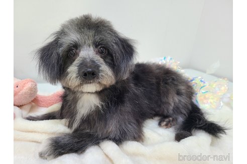 成約済の東京都のミックス犬-313006の10枚目