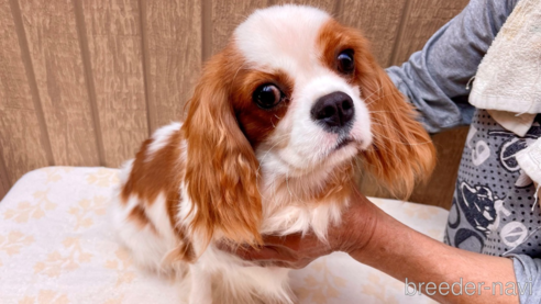 成約済の埼玉県のその他の犬種-351182の1枚目