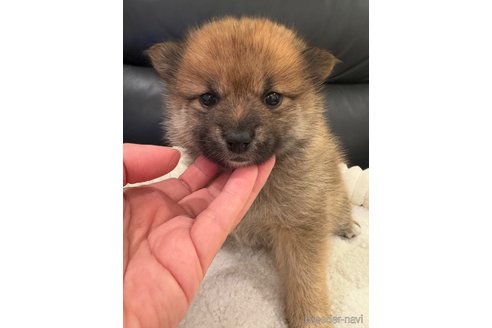 成約済の埼玉県のミックス犬-353995の1枚目
