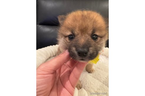 成約済の埼玉県のミックス犬-353995の2枚目