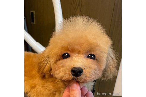成約済の岡山県のトイプードル-355560の4枚目