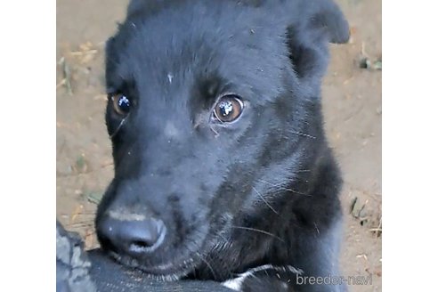 商談中の千葉県のミックス犬-337610の3枚目