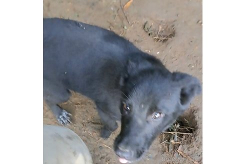 商談中の千葉県のミックス犬-337610の2枚目