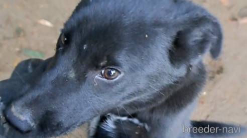 商談中の千葉県のミックス犬-337610の1枚目