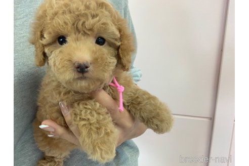成約済の滋賀県のトイプードル-350807の6枚目